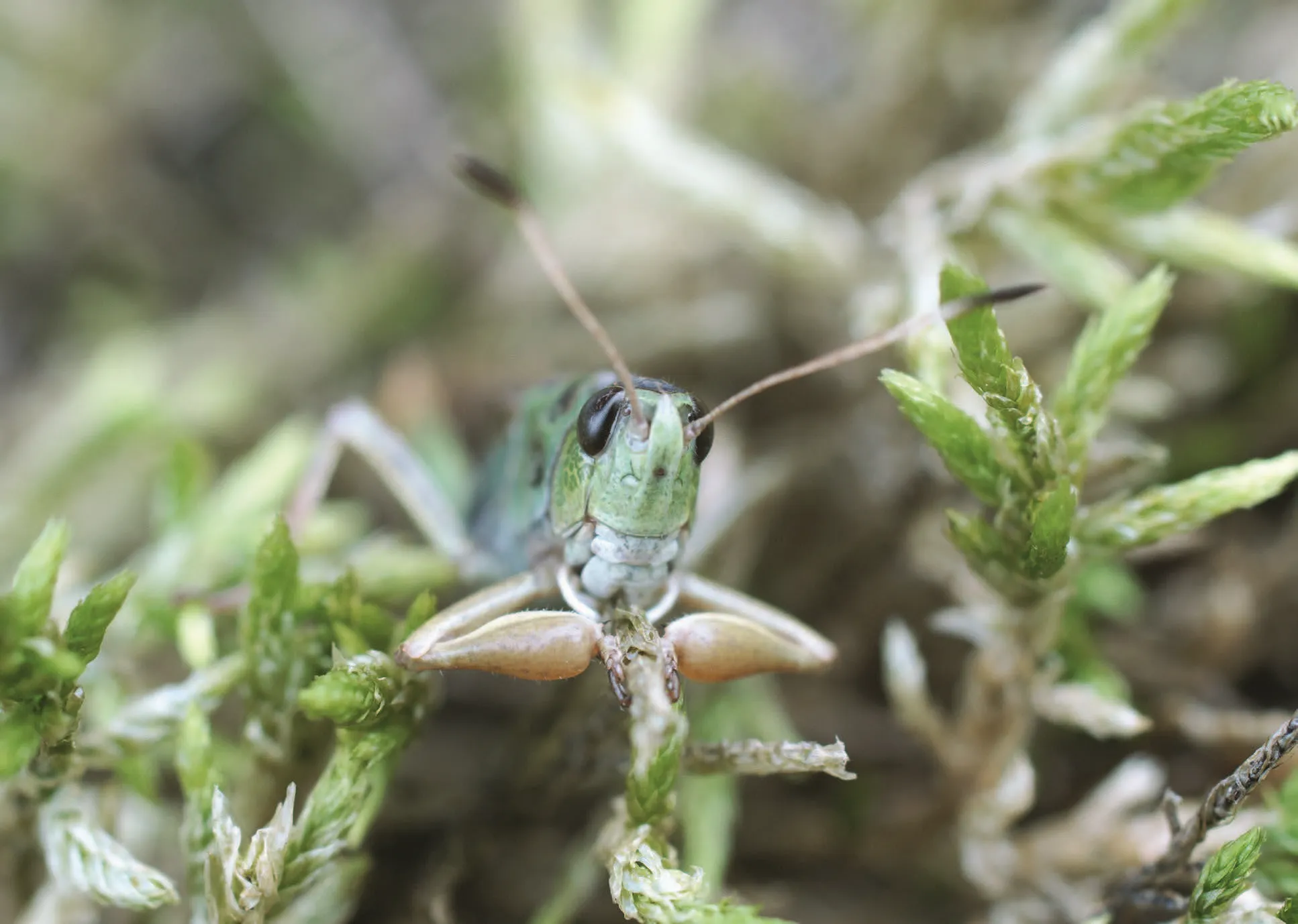 050o_Husemann_Heuschrecken_9783258084343_(c)_Sebastian Knig